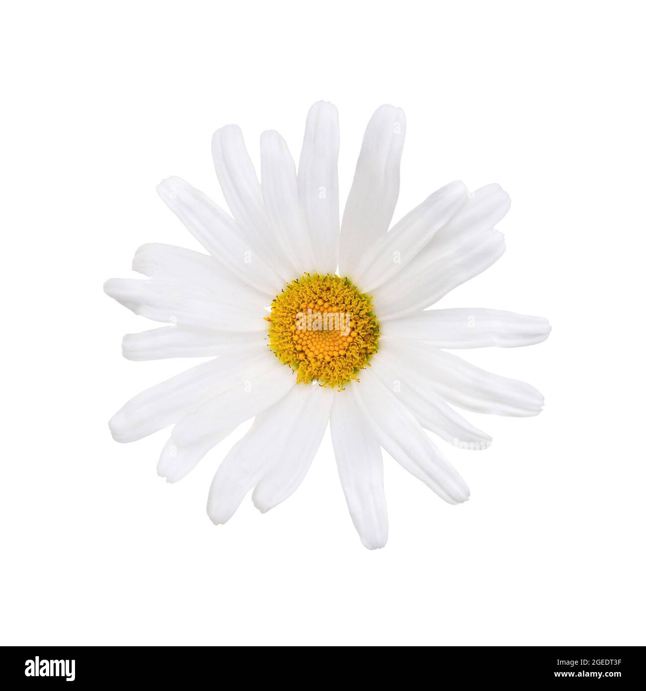Camomile or white daisy isolated on white background.  Close up of white daisy flower Stock Photo