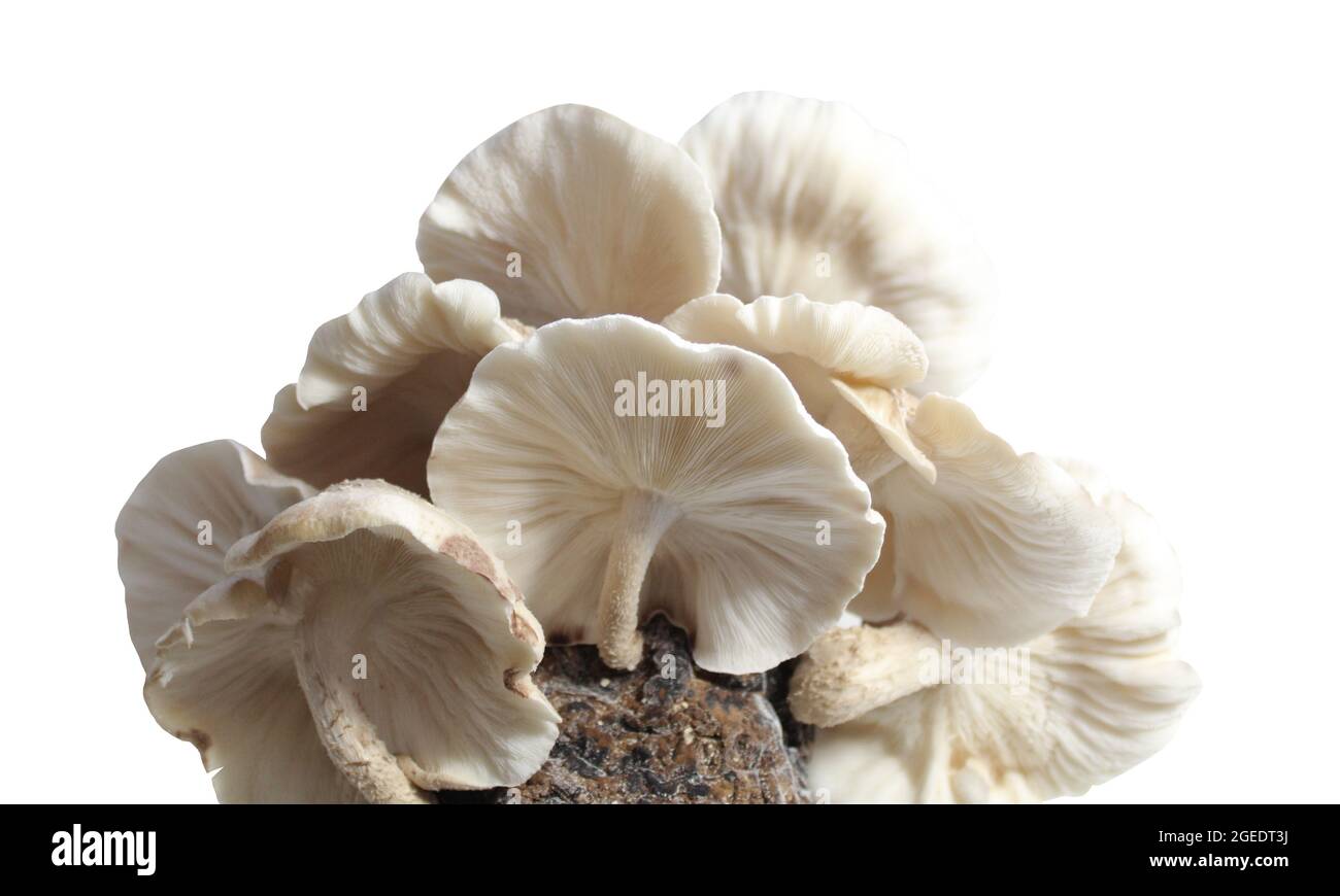 shiitake on a mushroom substrate Stock Photo Alamy
