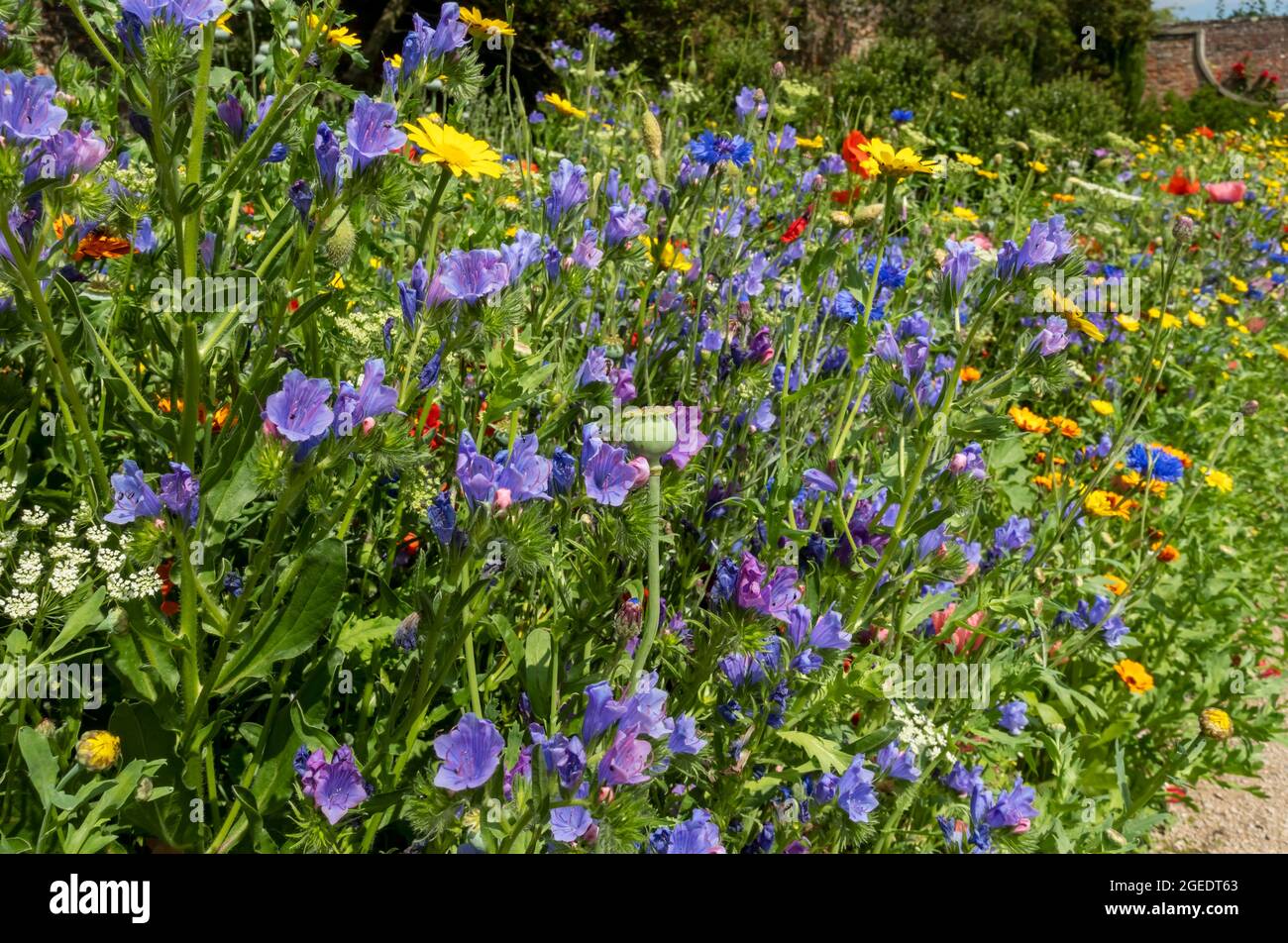 Close up of mixed wildflowers wild flowers in a garden border in summer