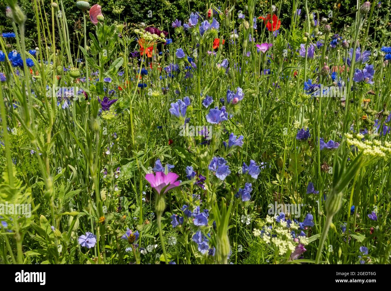 Close up of blue cornflowers and echium wildflowers wild flowers in a