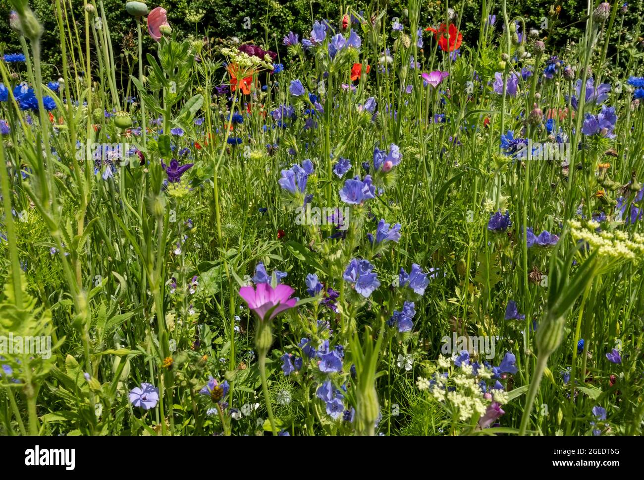 Close up of blue cornflowers and echium wildflowers wild flowers in a garden border in summer England UK United Kingdom GB Great Britain Stock Photo