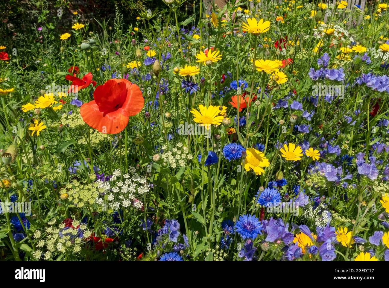 Close up of red poppies yellow corn marigolds and blue cornflowers wildflowers wild flowers in a garden border in summer England UK United Kingdom Stock Photo