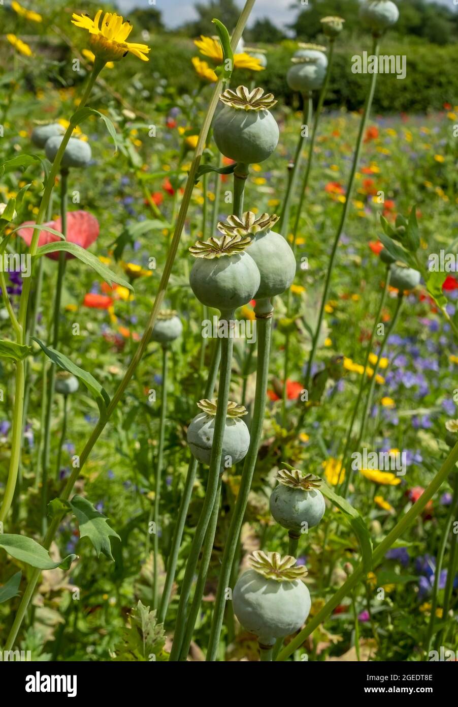 Close up of poppy seedheads poppies wildflowers wild flowers in a garden border flowerbed in summer England UK United Kingdom GB Great Britain Stock Photo