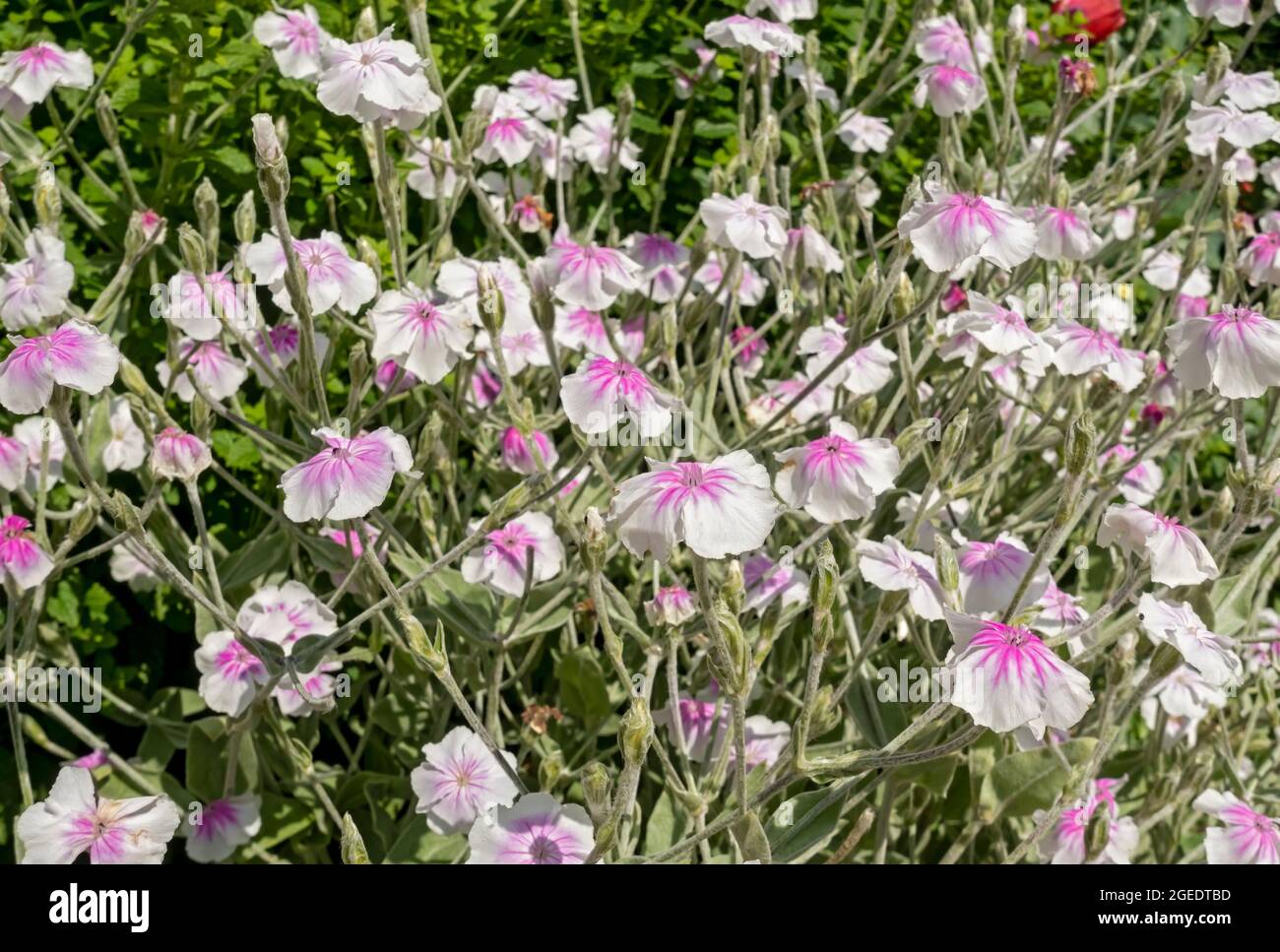 Close up of lychnis coronaria 'Angel's Blush' pink and white flowers in a garden border in summer England UK United Kingdom GB Great Britain Stock Photo