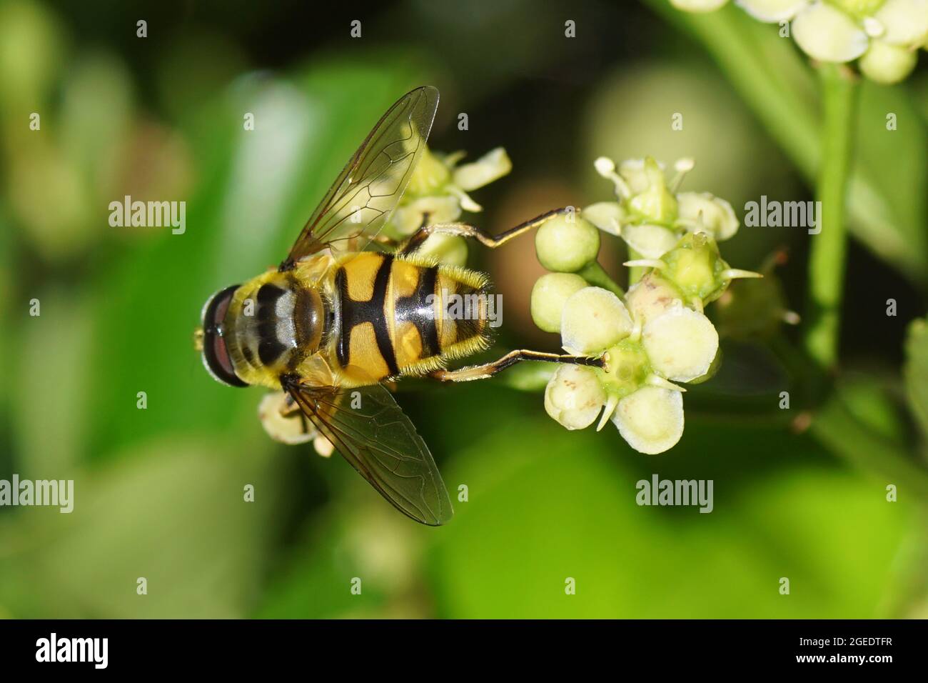 Batman hoverfly (Myathropa florea), family Syrphidae on flowers of Evergreen spindle, Japanese spindle (Euonymus japonicus). Family Celastraceae Stock Photo