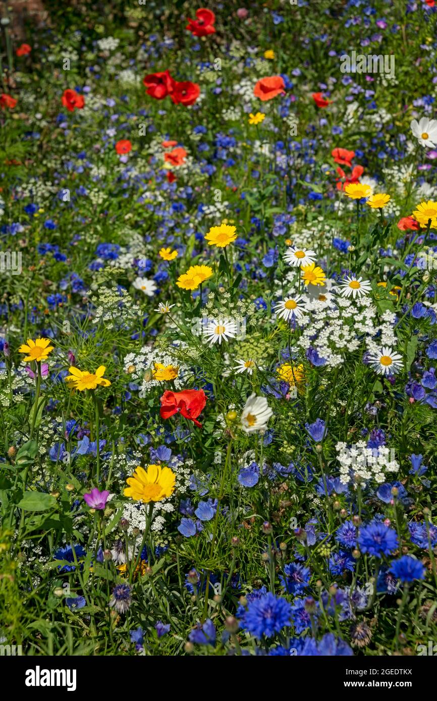 Wildflowers wildflower cornflower meadow hi-res stock photography and ...