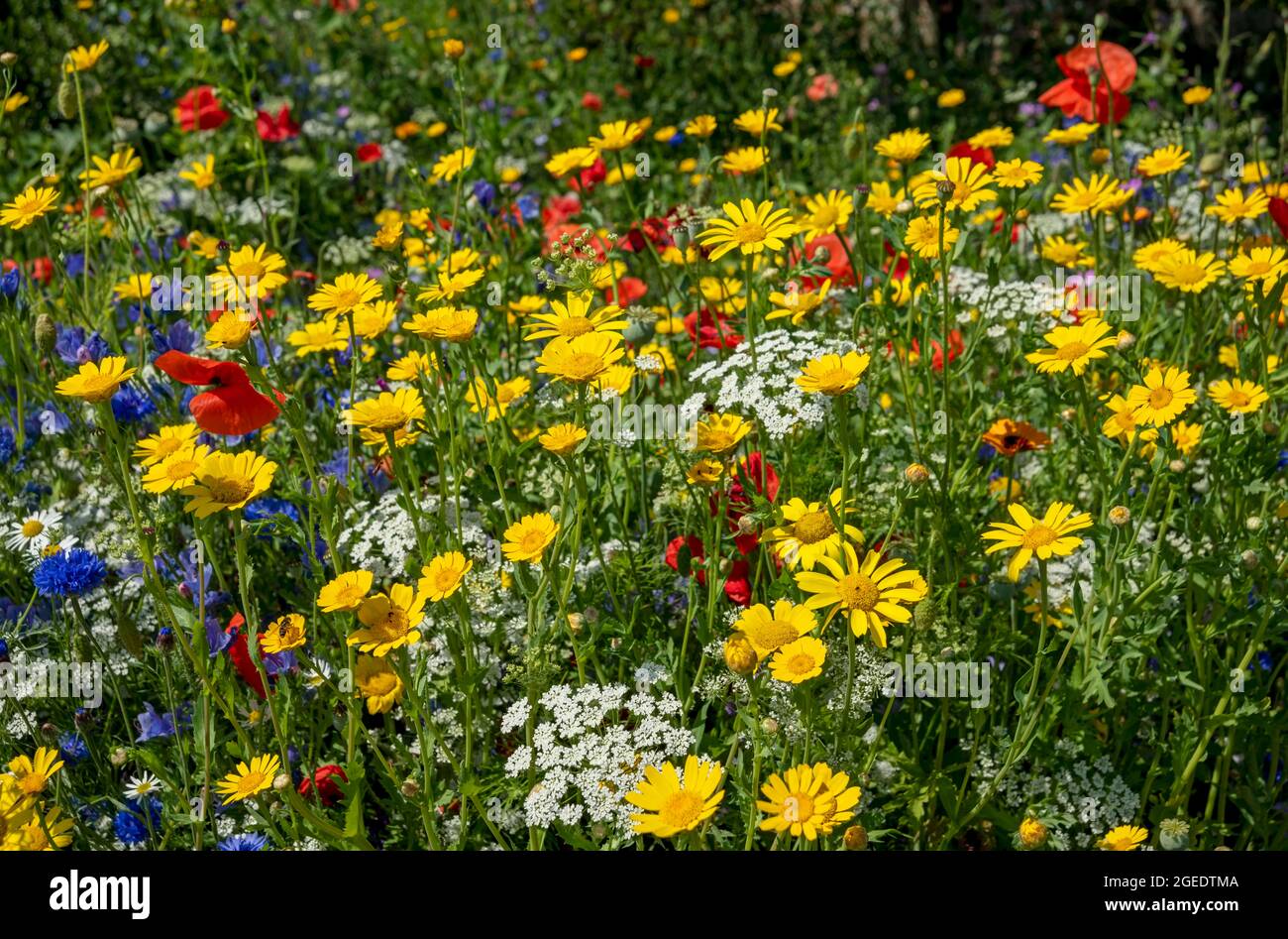 Close up of wildflowers wild flowers flower medow in a Bee friendly garden border in summer England UK United Kingdom GB Great Britain Stock Photo