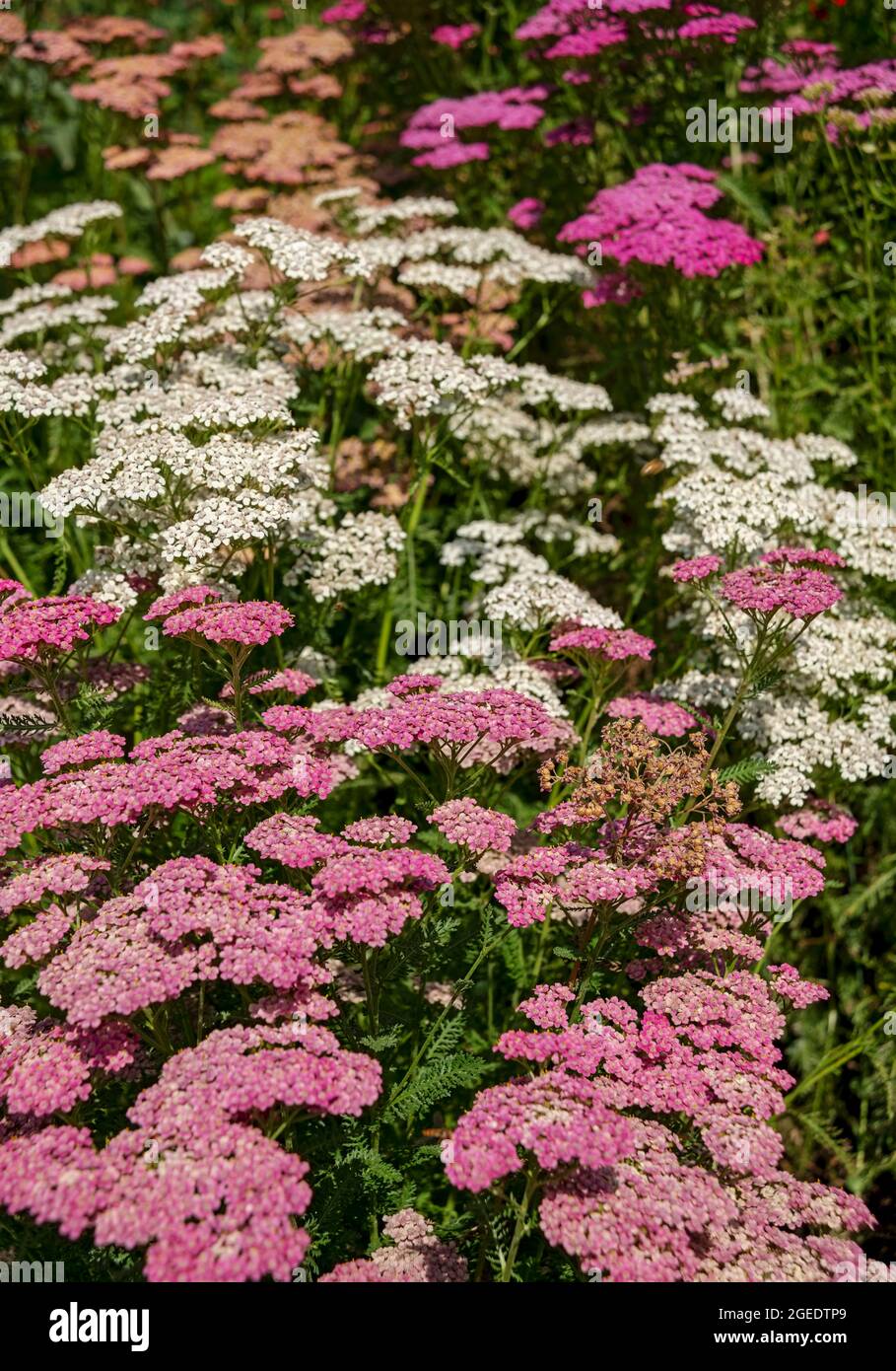 Close up of pink and white achillea yarrow plants growing flowers flowering in a garden border in summer England UK United Kingdom GB Great Britain Stock Photo