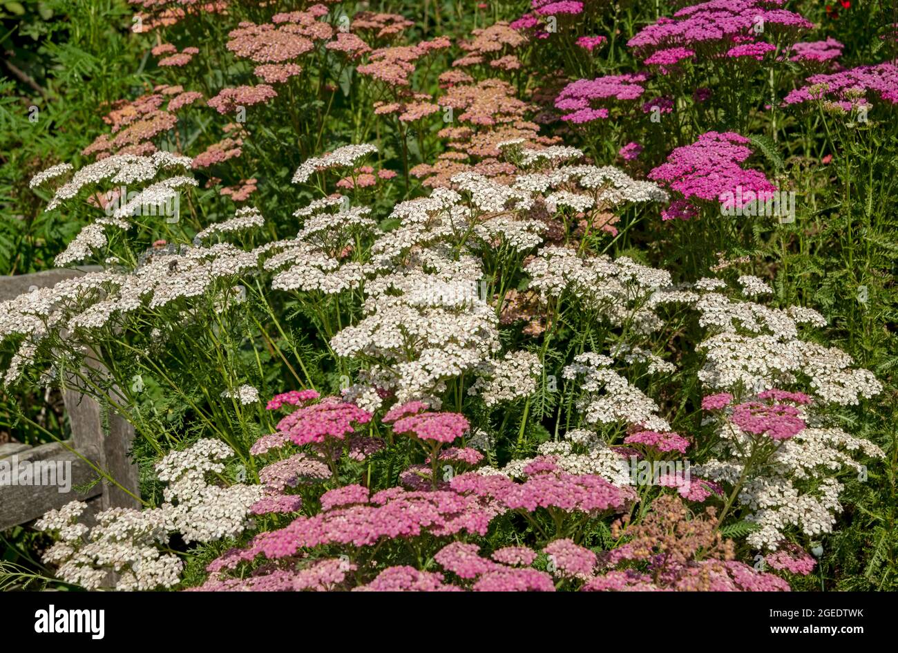 Pink and white achillea yarrow plants growing asteraceae flowers flowering in a garden border in summer England UK United Kingdom GB Great Britain Stock Photo