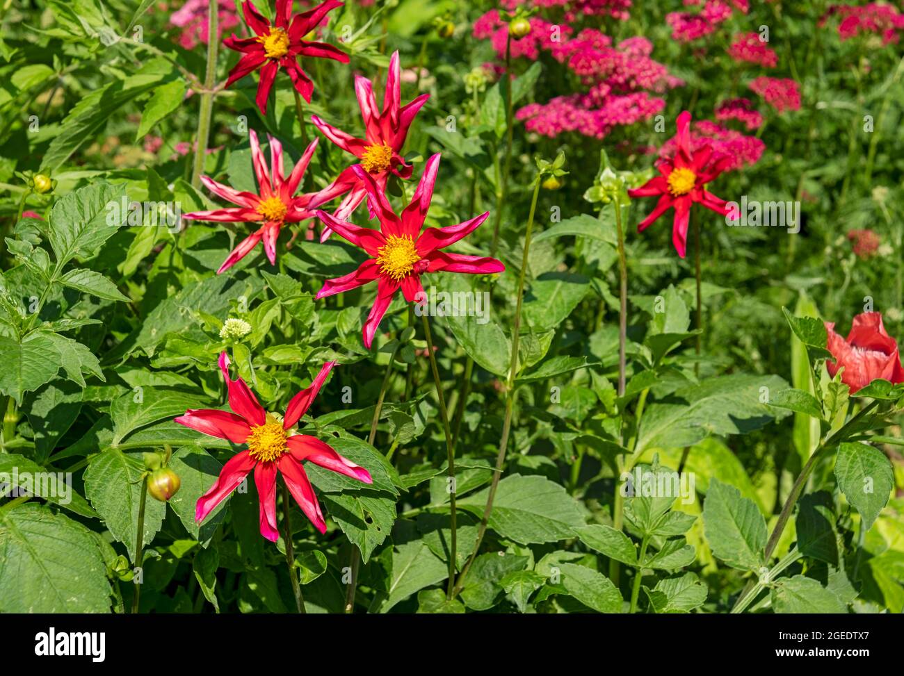 Close up of red star dahlia dahlias plants growing flowers flowering in a garden border in summer England UK United Kingdom GB Great Britain Stock Photo