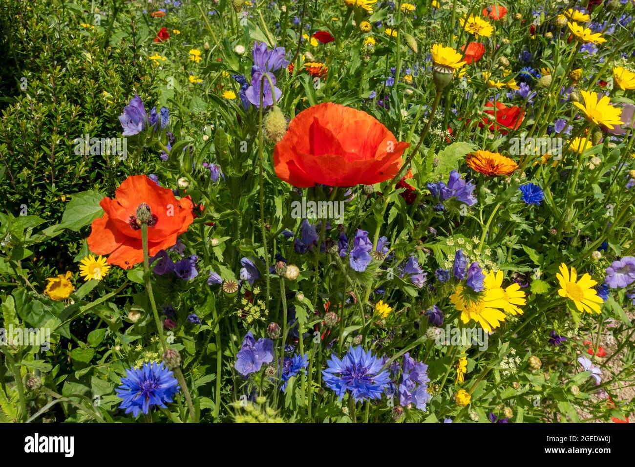 Close up of red poppy poppies yellow corn marigolds and blue cornflowers wildflowers flowers in a garden border in summer England UK United Kingdom GB Stock Photo