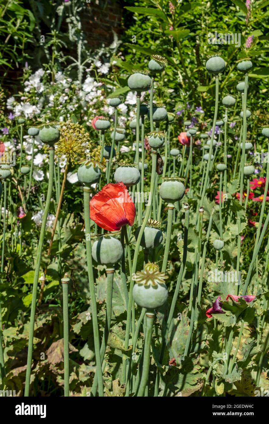 Close up of poppy seedheads poppies flowers in a garden border in summer England UK United Kingdom GB Great Britain Stock Photo