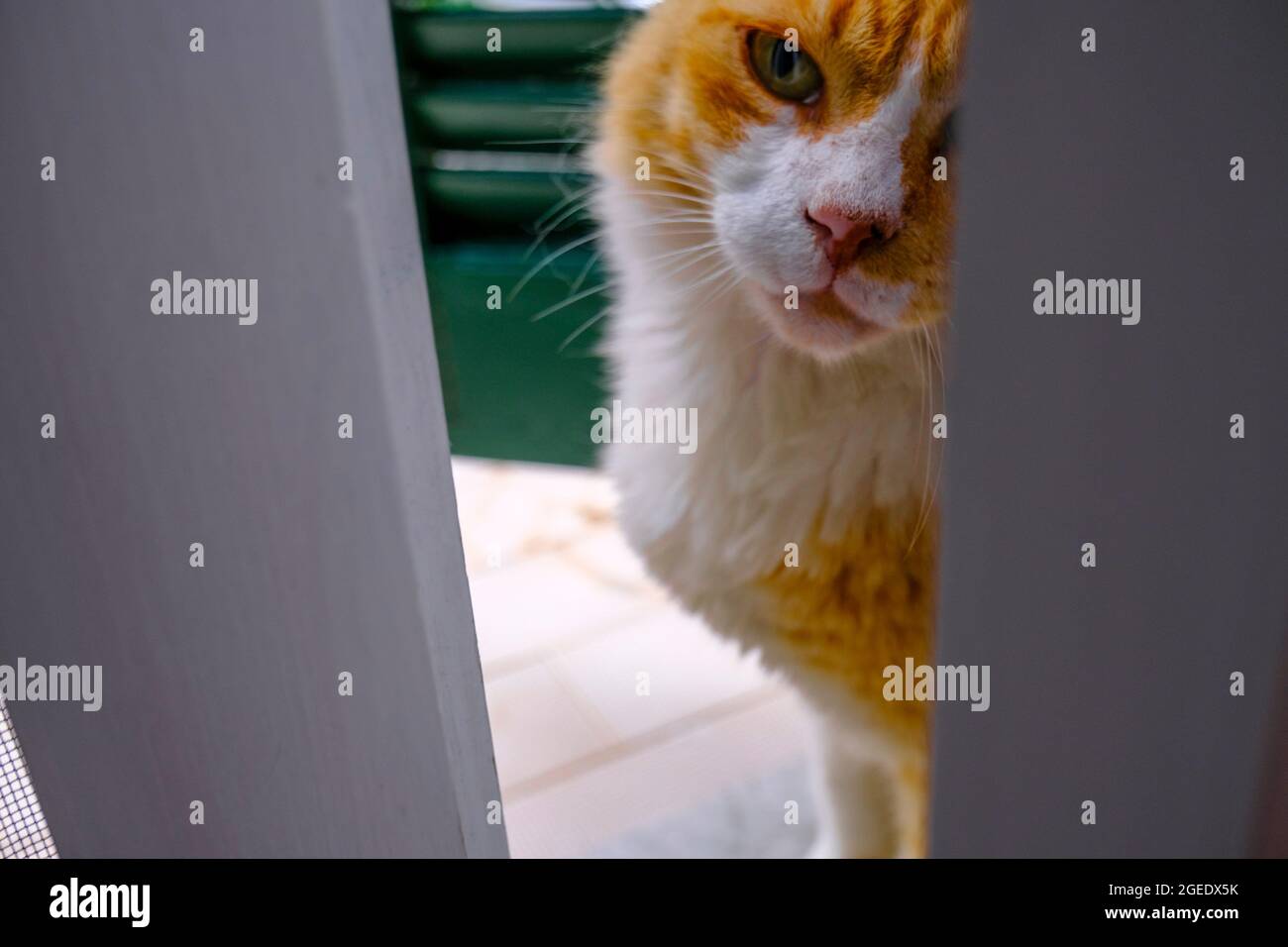 cat door for apartment