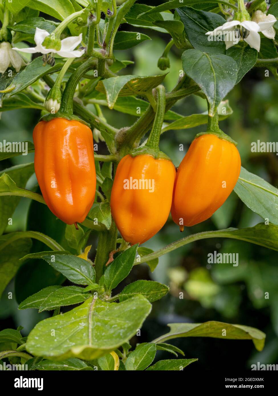 The orange fruits of Capsicum Orange Spice. A hot chilli pepper with green fruits that turn to orange when ripe. Stock Photo