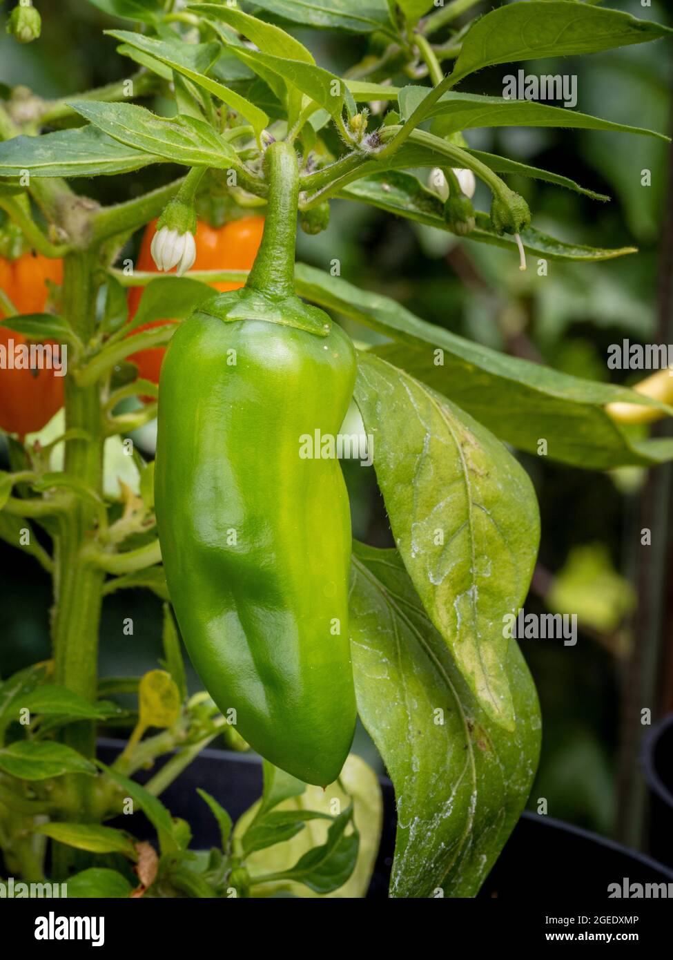 A green fruit of Capsicum Orange Spice. A hot chilli pepper that turns orange when ripe. Stock Photo