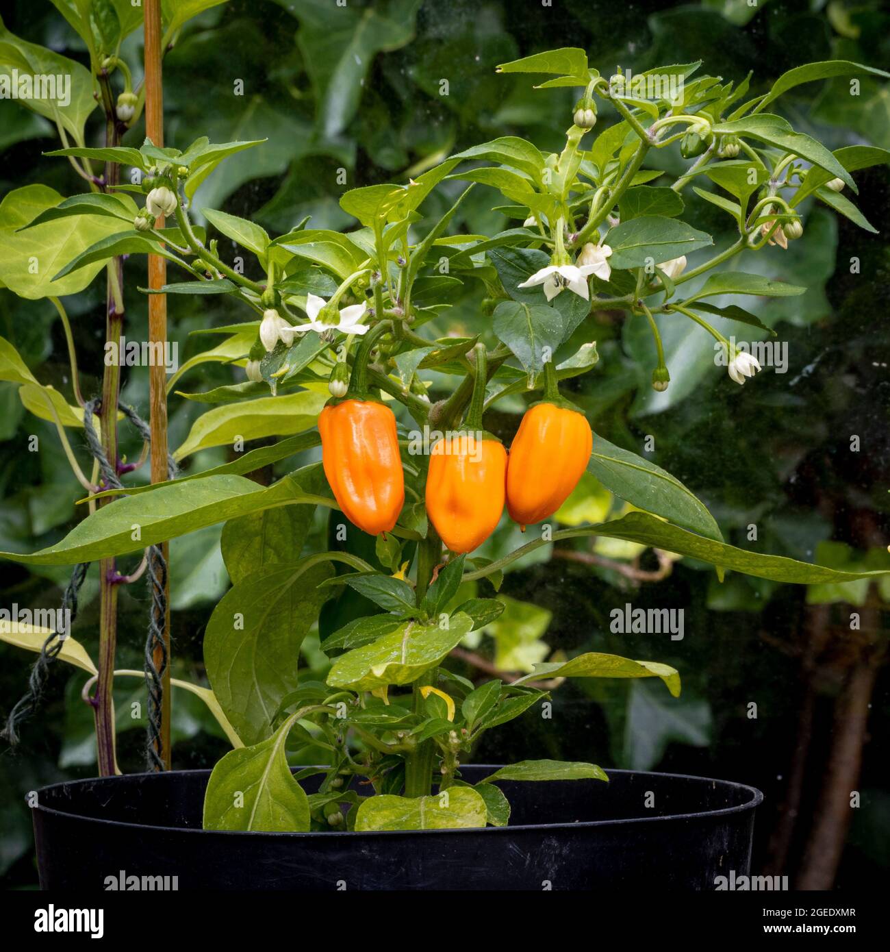 The orange fruits of Capsicum Orange Spice. A hot chilli pepper with green fruits that turn to orange when ripe. Stock Photo