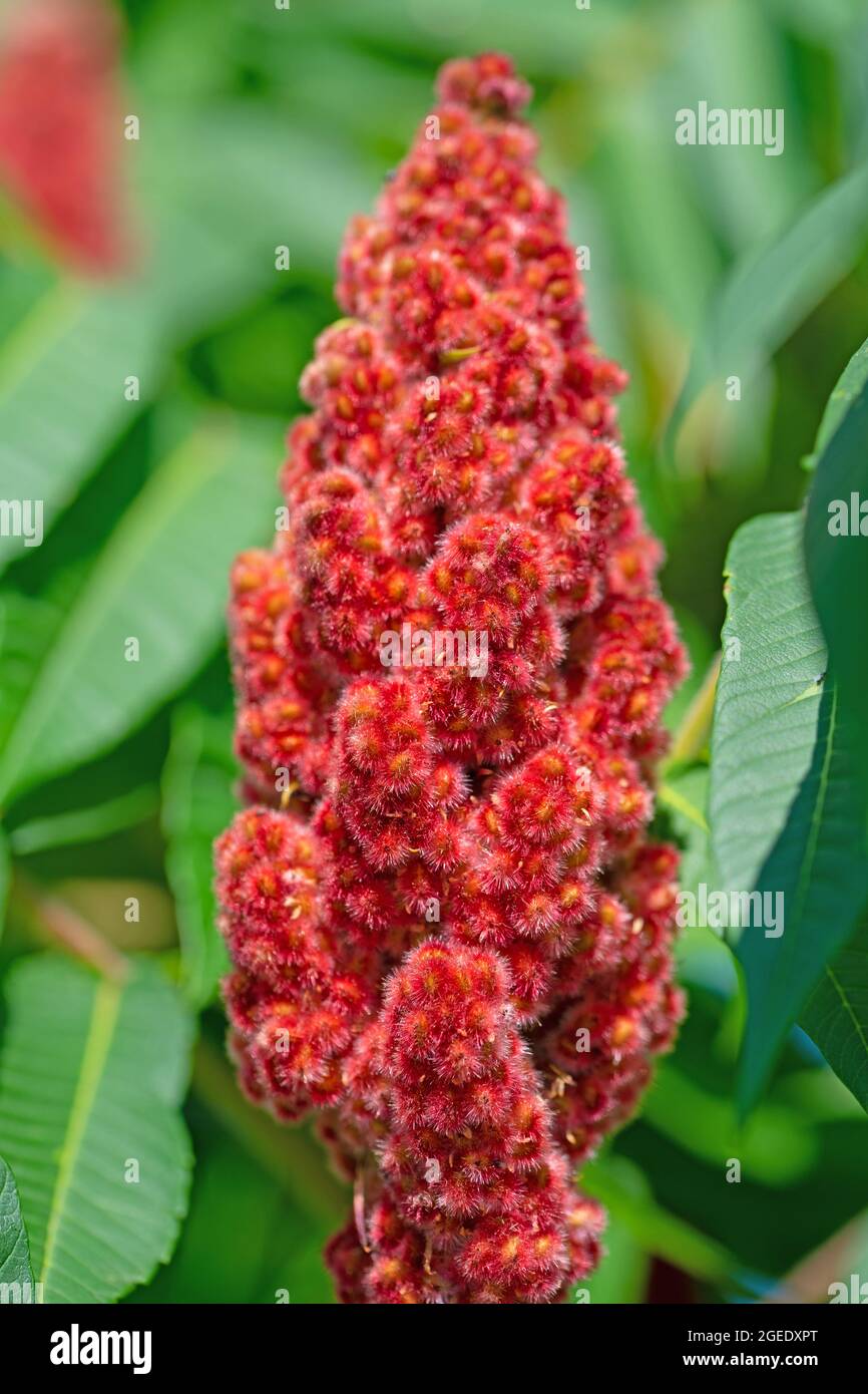 Blossom from the vinegar tree, Rhus typhina L. Stock Photo