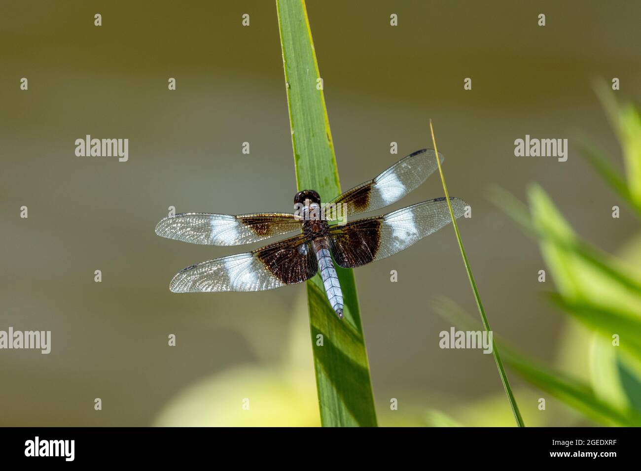Twelve-spotted skimmer perched on plant Stock Photo