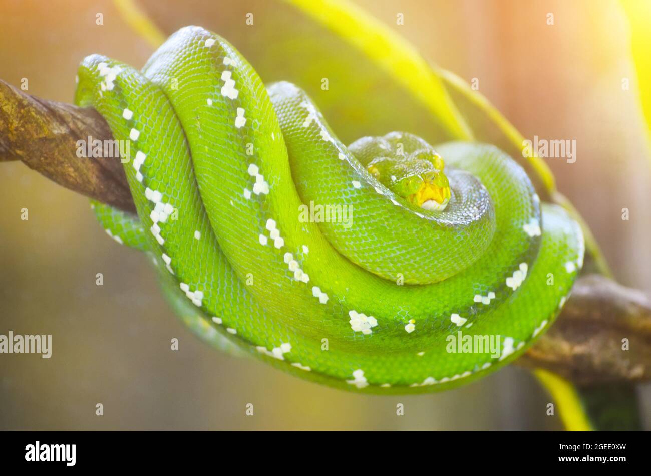 Green python on the branches of trees in the jungle Stock Photo Alamy