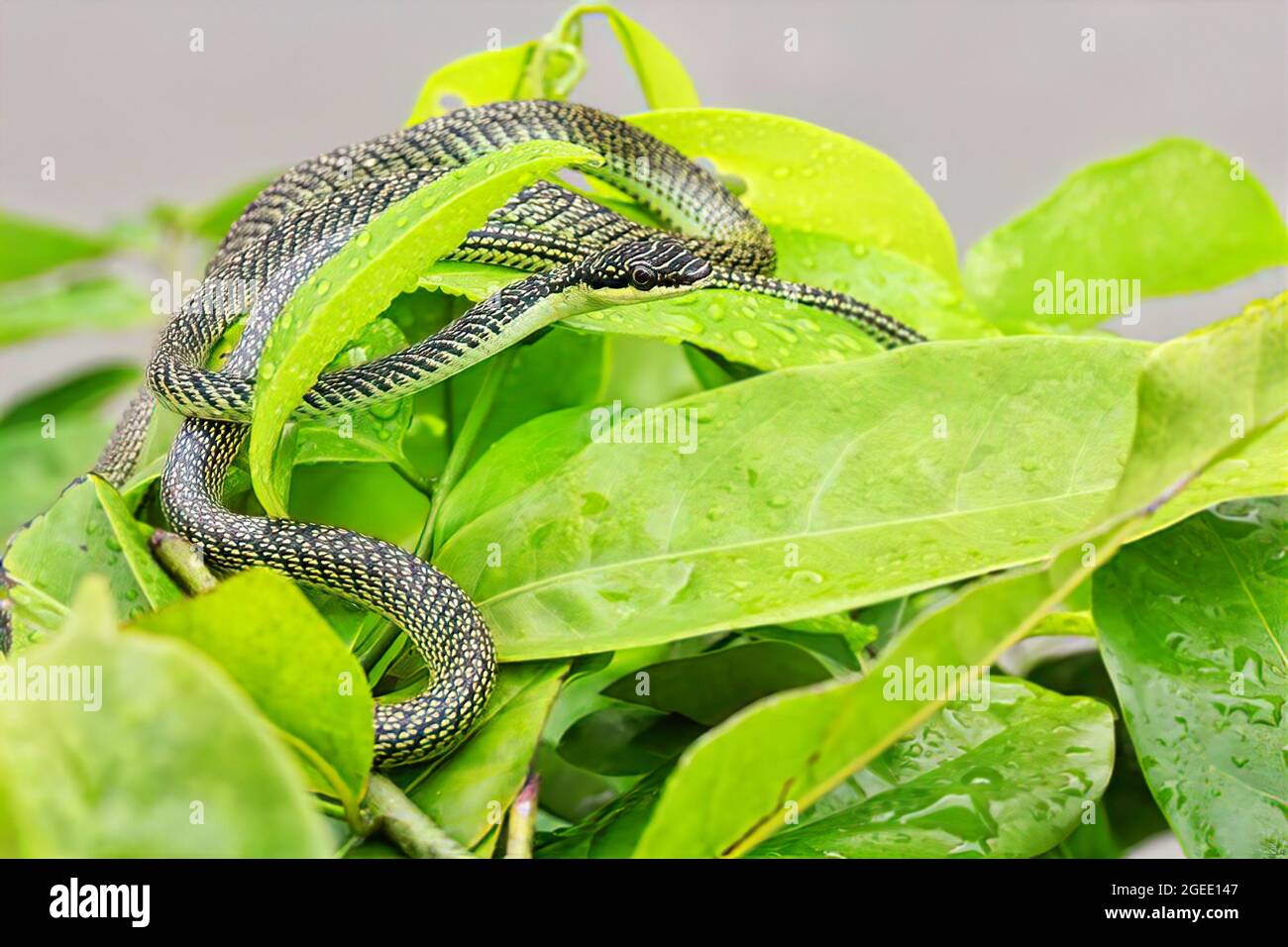 Indra's green snake (golden tree snake,ornate flying snake, golden flying snake ) on a fresh green leaf Stock Photo