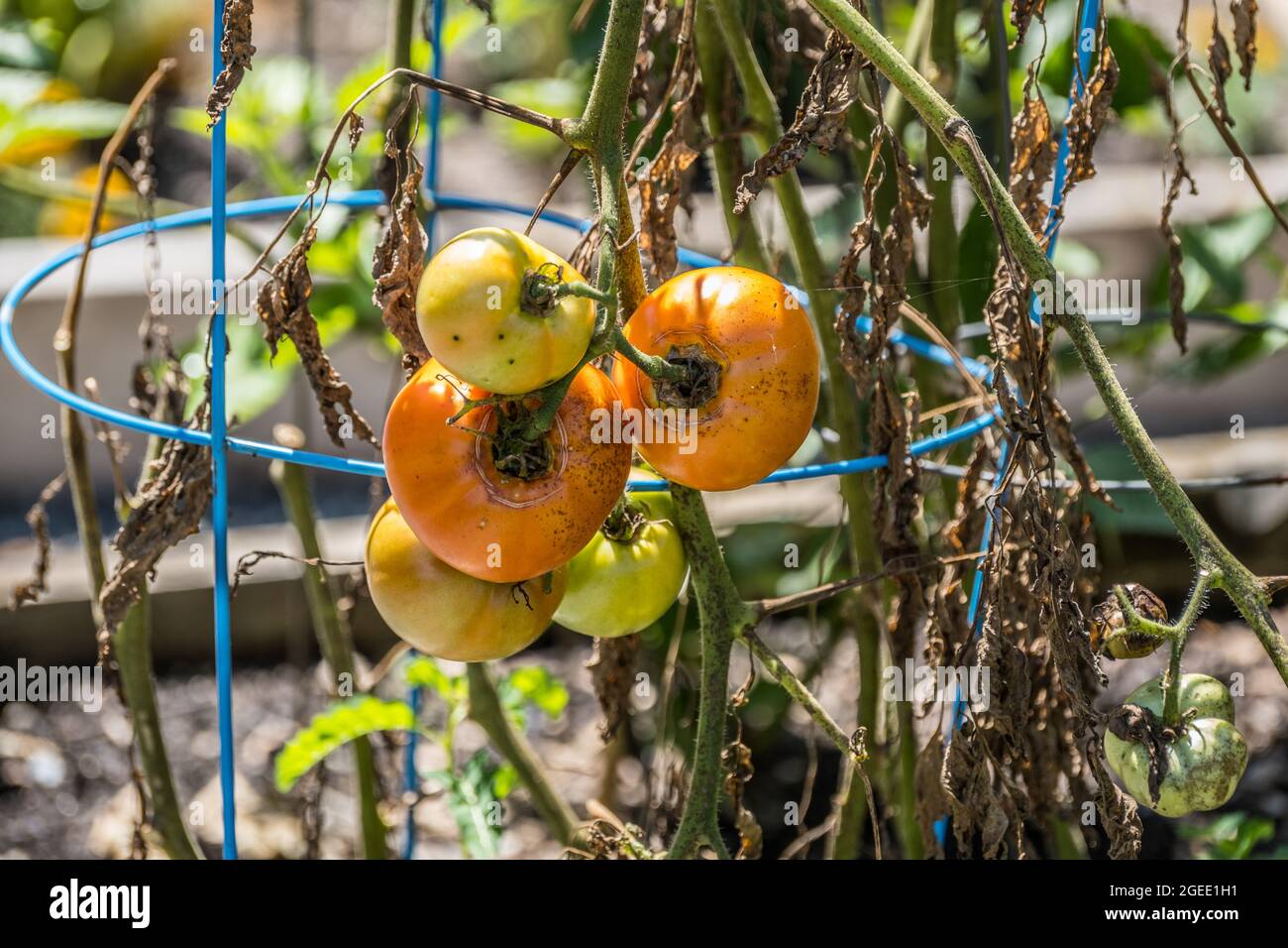 A dying tomato plant with dried up foliage and unpicked rotting fruit