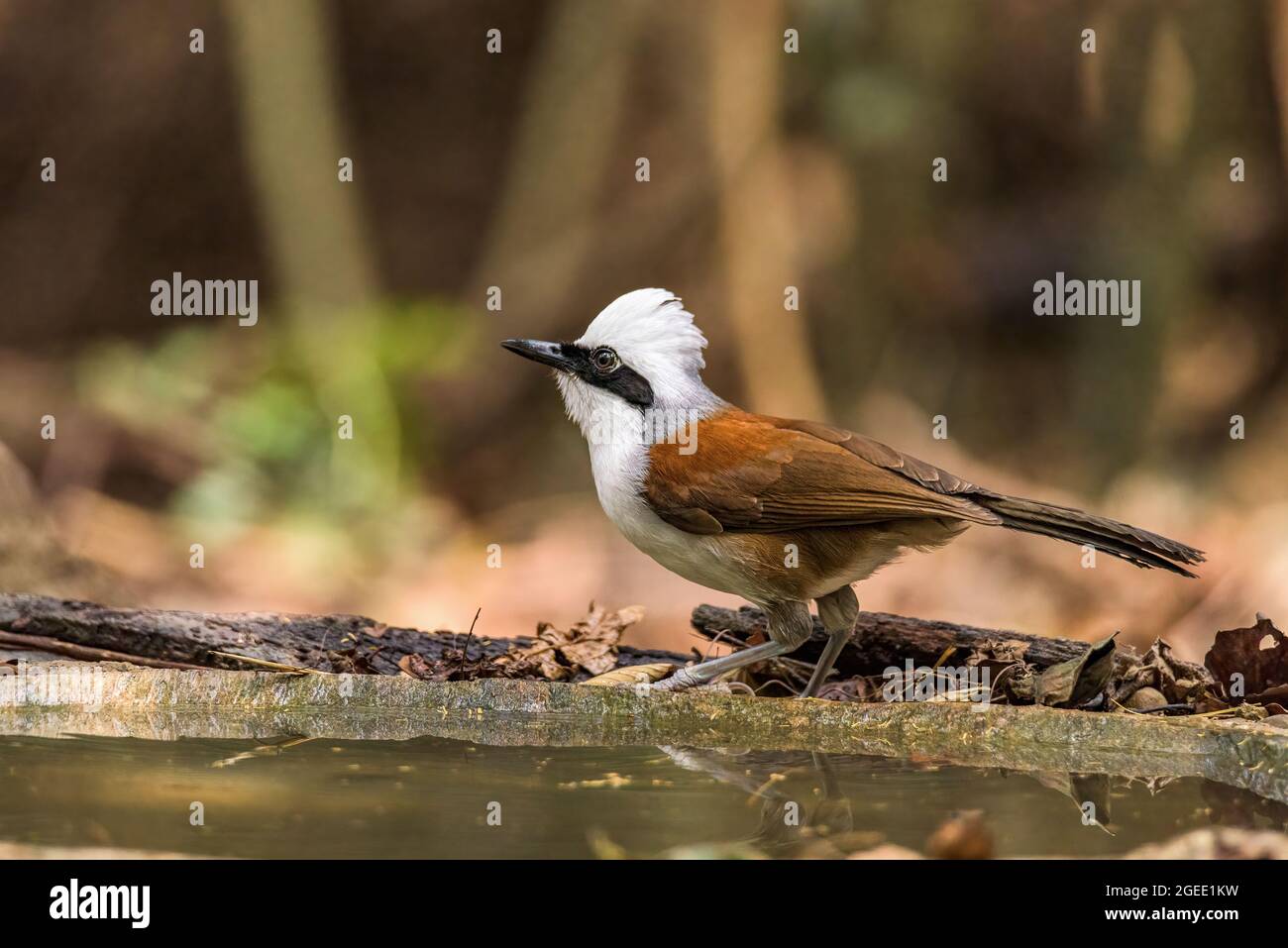 White-crested laughingthrush (Garrulax leucolophus), perched on a wooden log, in the wild Stock Photo