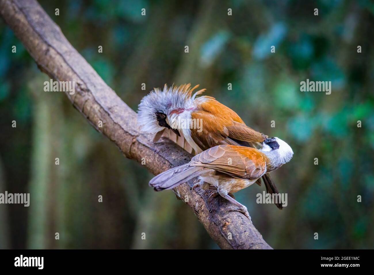 White-crested laughingthrush (Garrulax leucolophus), perched on a wooden log, in the wild Stock Photo