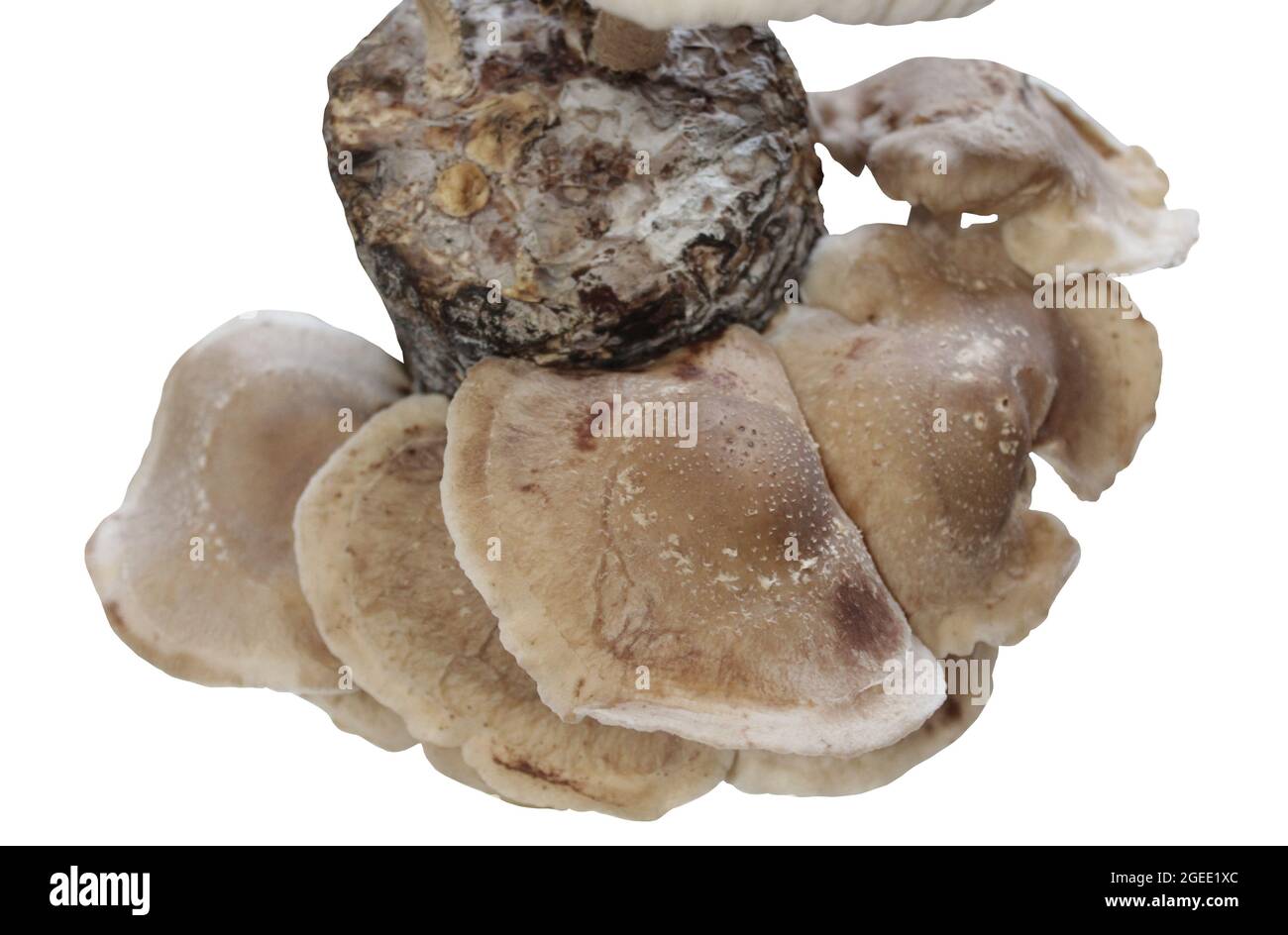 shiitake on a mushroom substrate Stock Photo Alamy
