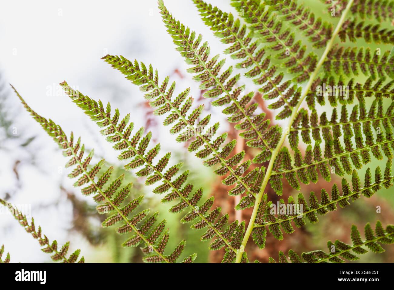 Fragment of autumnal fern leaf with clusters of sporangia, natural macro photo Stock Photo