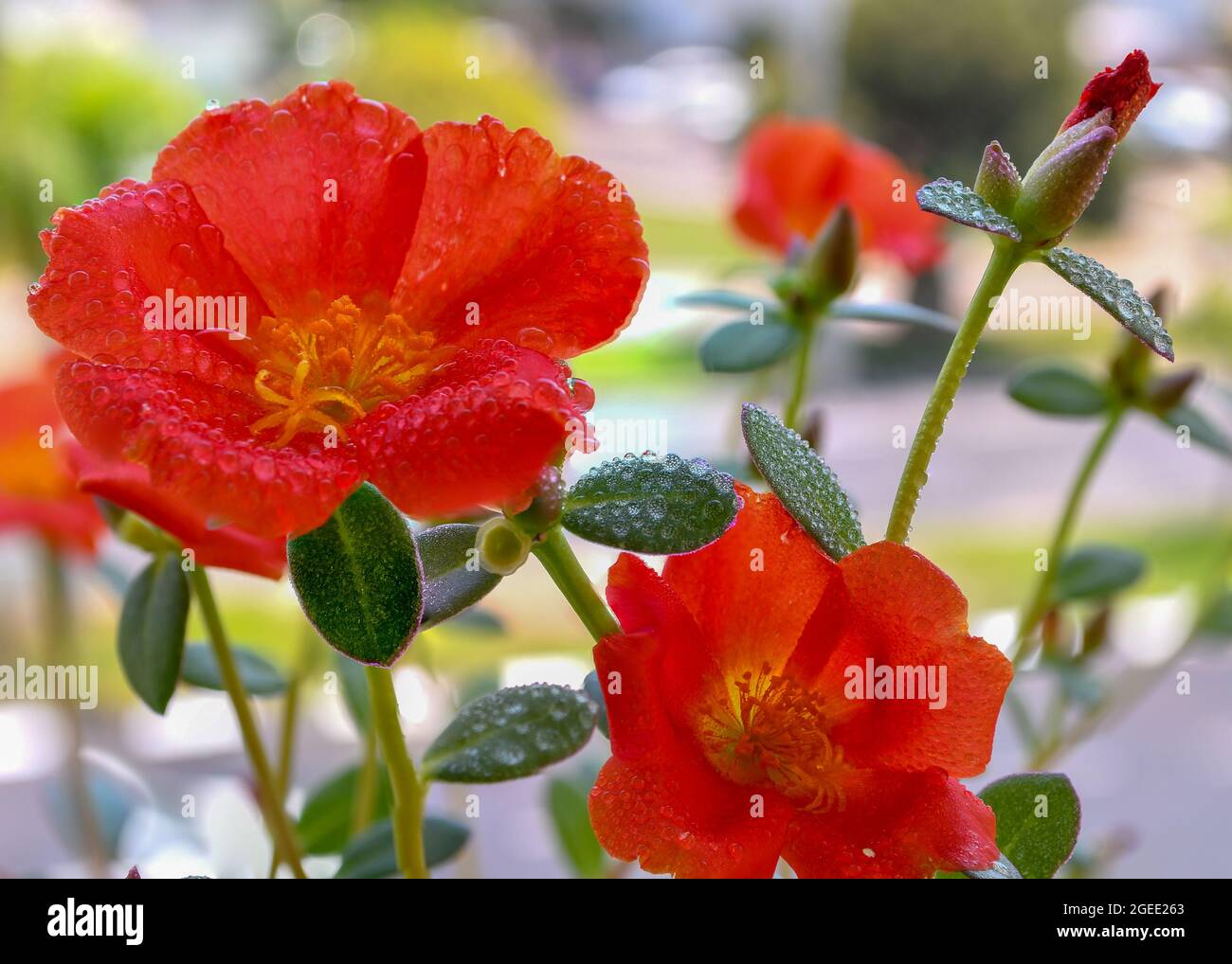 Close-up shot of beautiful Avens flowers covered with dew on a spring day Stock Photo