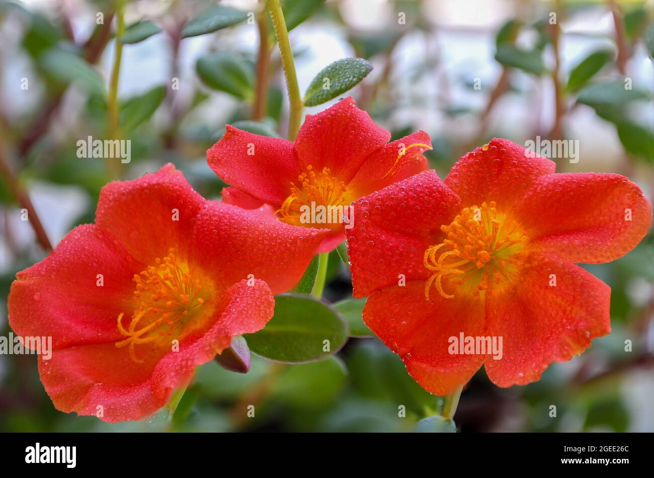Close-up shot of three beautiful Avens flowers on a spring day in the garden Stock Photo