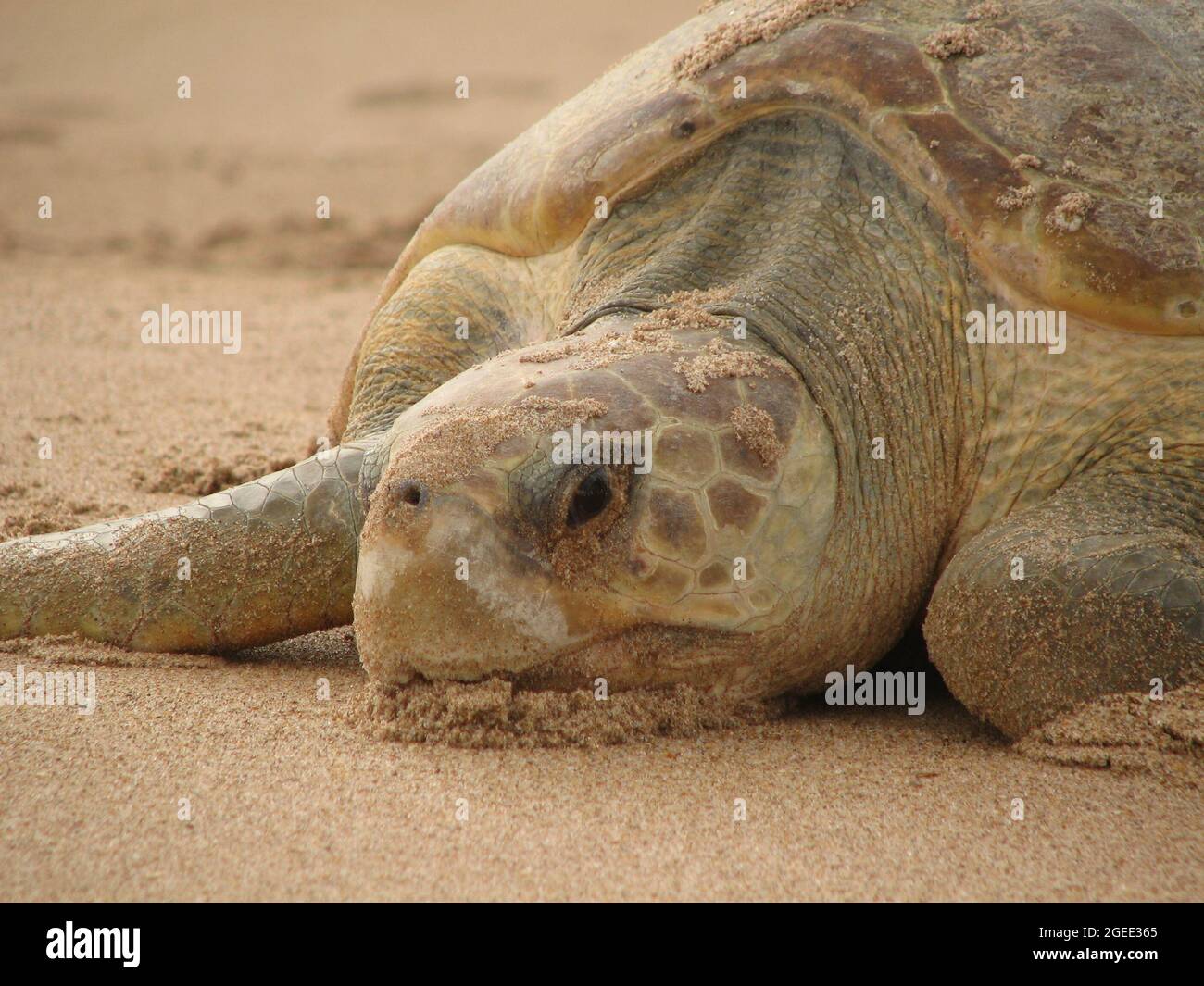 Closeup shot of a gopher tortoise on the sand Stock Photo - Alamy