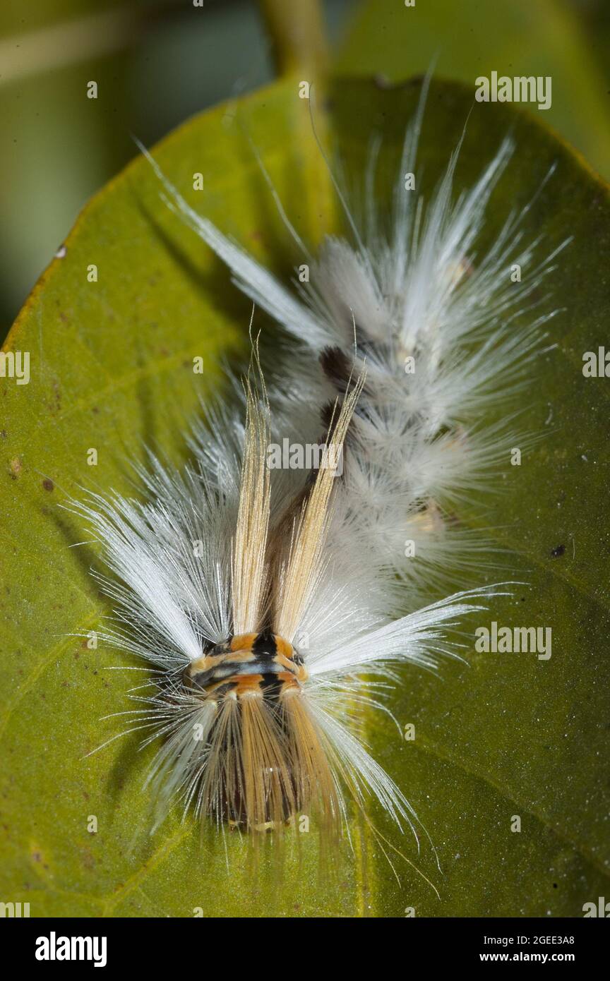 White hairy caterpillar hi-res stock photography and images - Alamy
