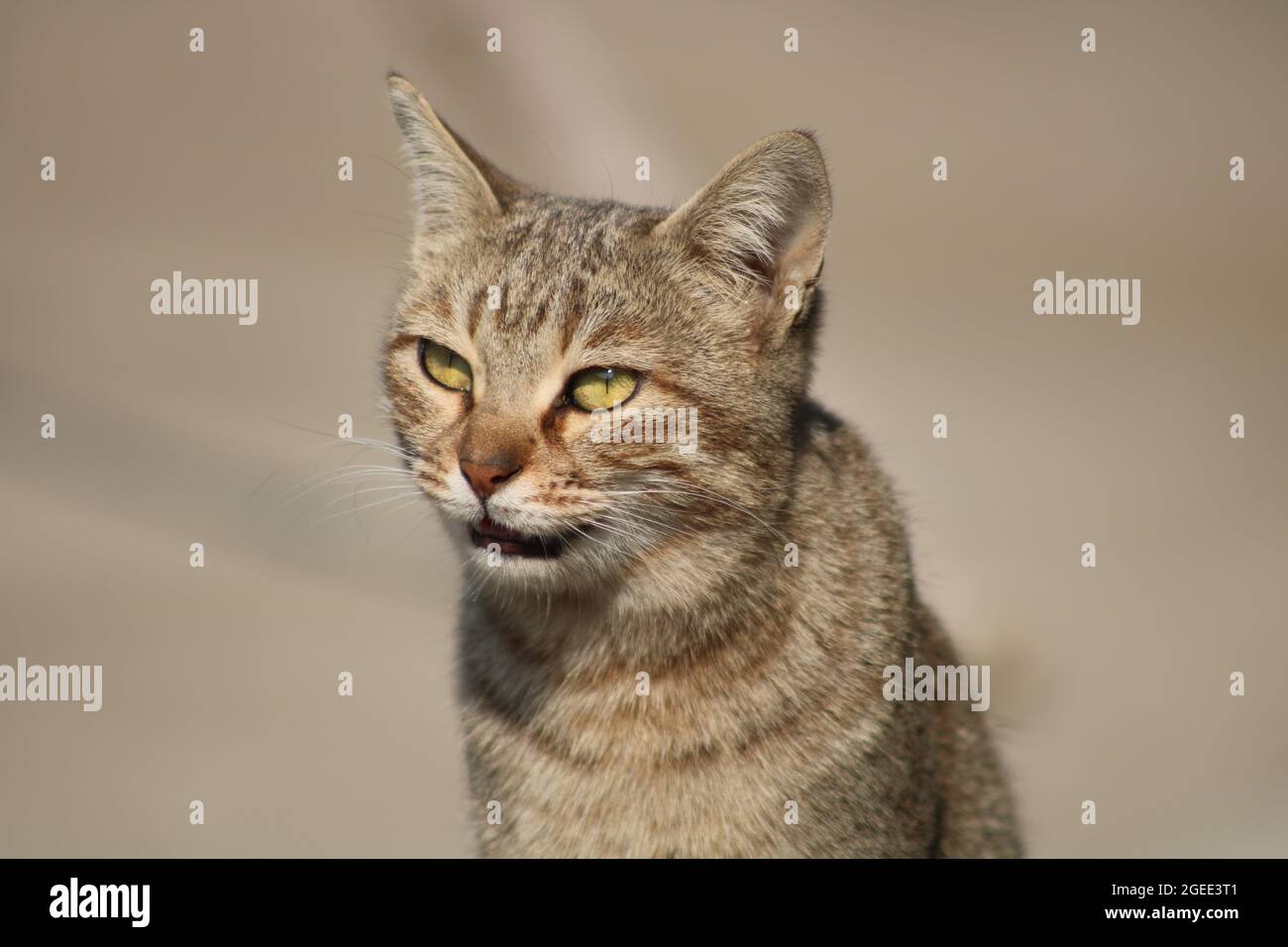 The cat (Felis catus) is a domestic species of small carnivorous mammal. Stock Photo