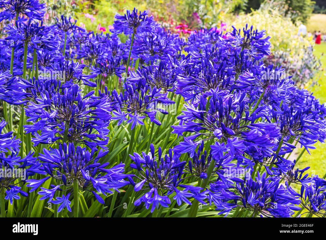 Deep blue Agapanthus flowers in a garden border. Stock Photo