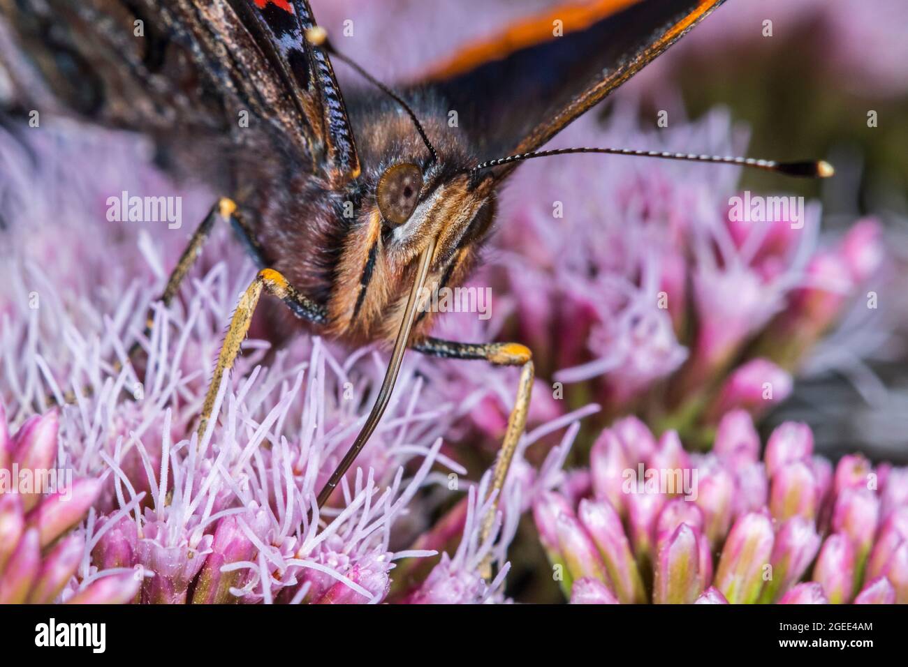 Red admiral (Vanessa atalanta) butterfly feeding with extended proboscis on nectar from hemp-agrimony (Eupatorium cannabinum) flower in summer Stock Photo