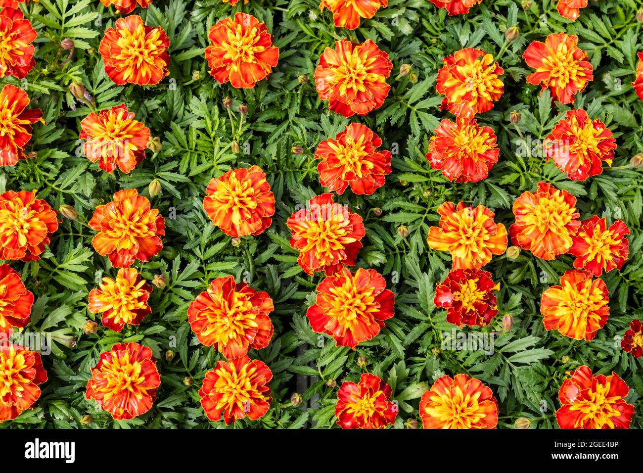 Colourful background of orange flowering Marigold plants. Stock Photo