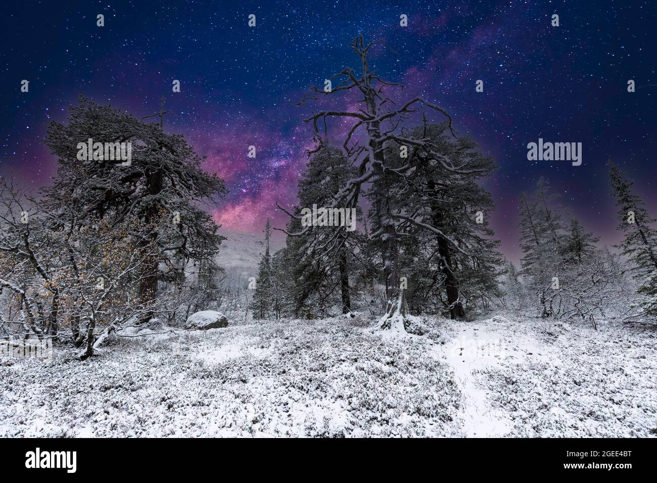 Composition of snowy Swedish mountain landscape at night with mature Norway spruce in silhouette against a background of a clear starry sky Stock Photo