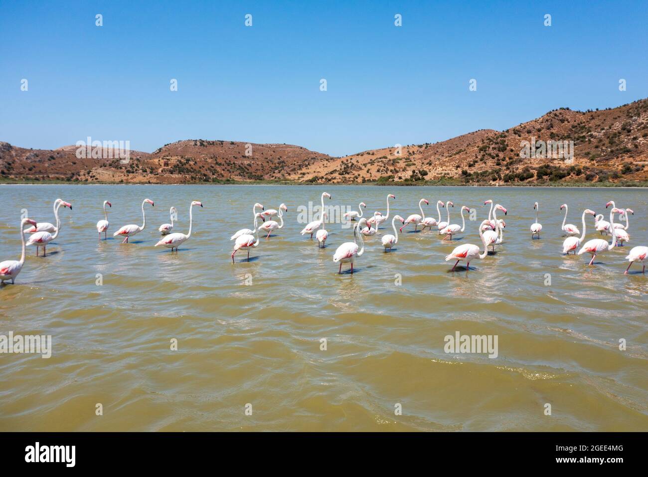 flamingo birds in lake Stock Photo
