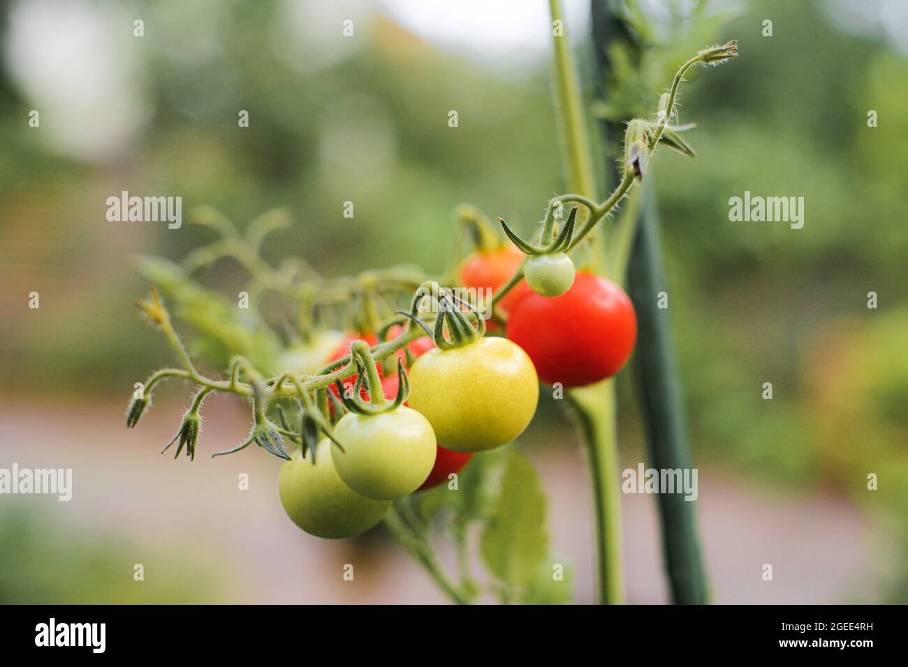 Closeup of growing young green and red cherry tomatoes in a garden ...