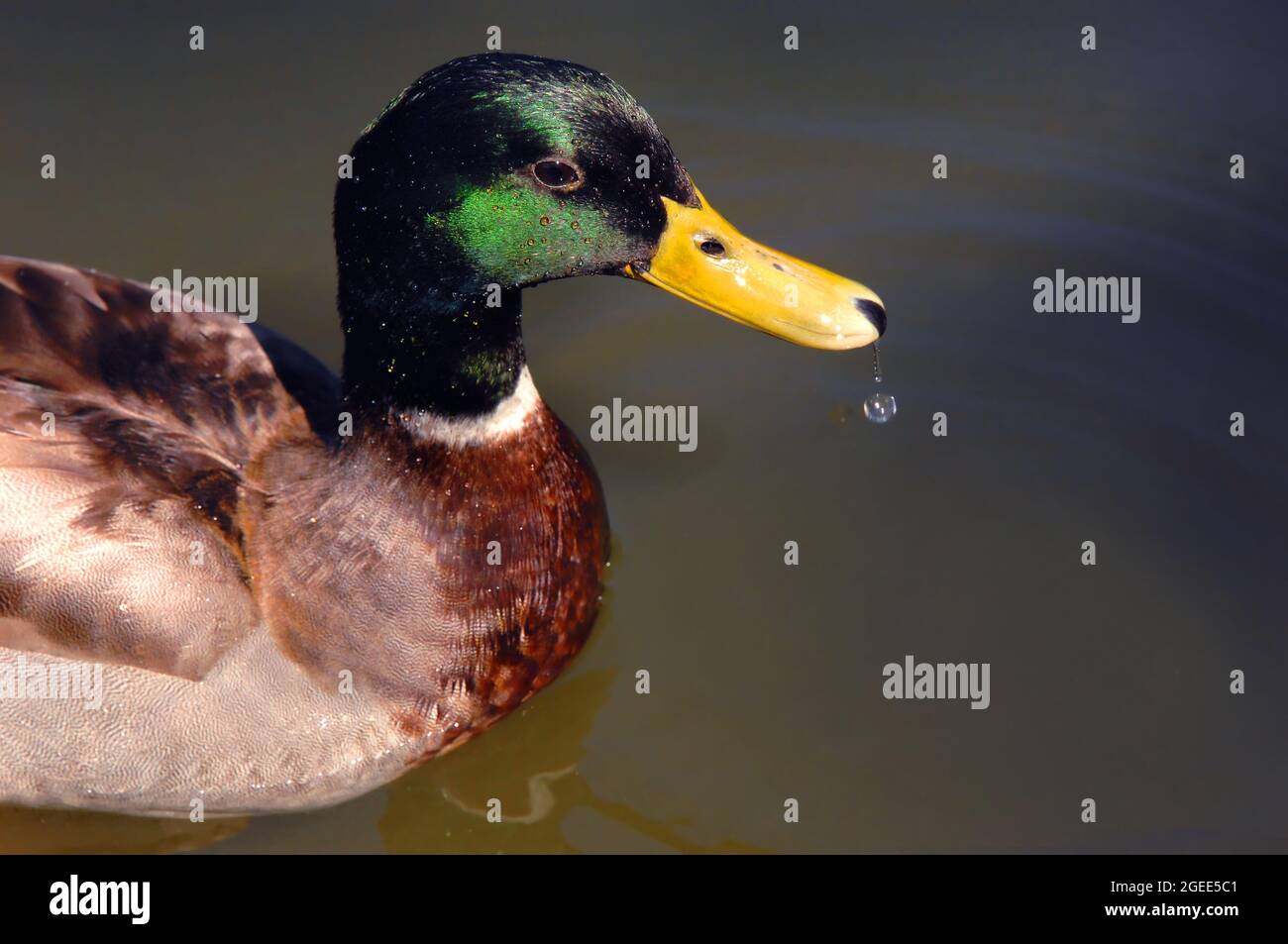 Closeup shows green head of a male mallard duck.  It is swimming in a river and has a water drop hanging from beak. Stock Photo
