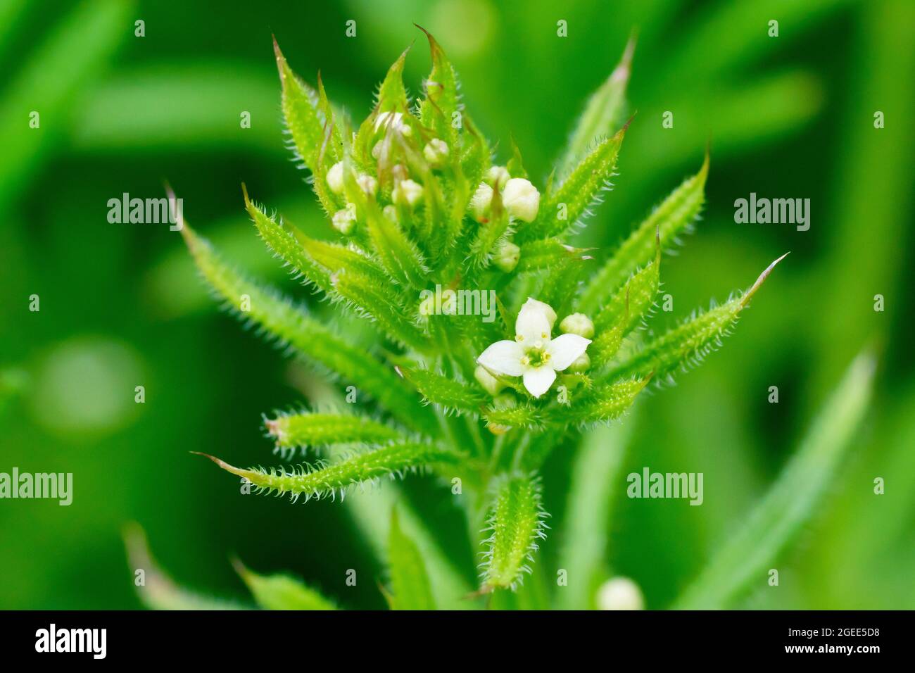 Cleavers (galium aparine), also known as Goosegrass or Sticky Willie