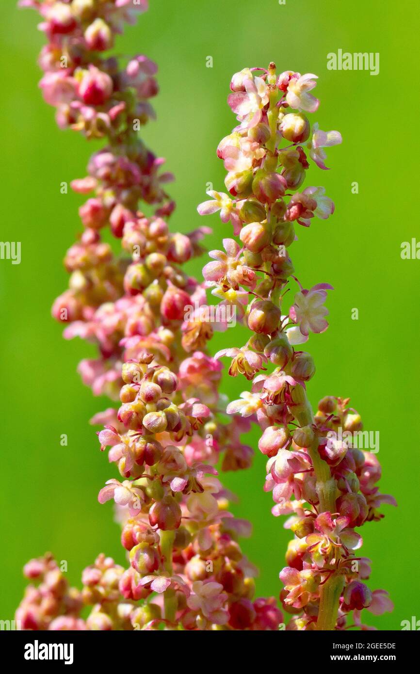 Common Sorrel (rumex acetosa), close up showing the delicate flowers of this common grassland plant. Stock Photo