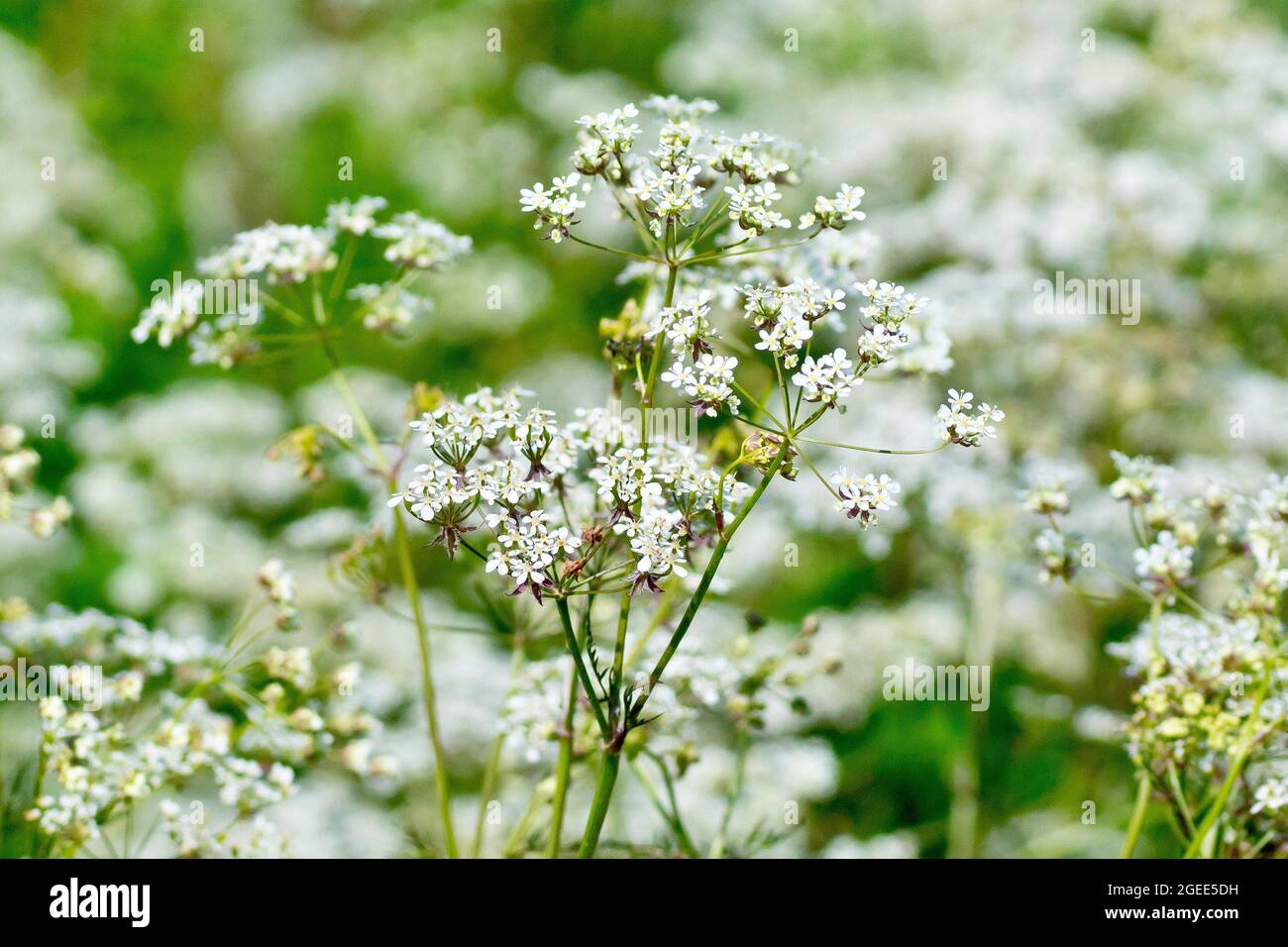 Cow Parsley (anthriscus sylvestris), close up showing the uppermost flowerheads of the common roadside plant. Stock Photo