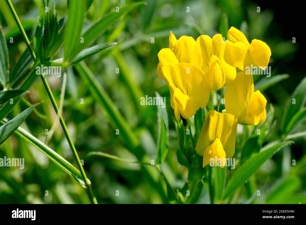 Meadow Vetchling (lathyrus pratensis), close up of a cluster of the yellow flowers growing in a thick patch of grass. Stock Photo