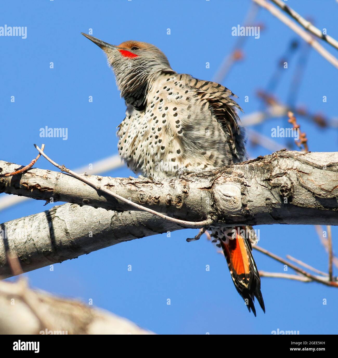 Red-shafted Flicker with beautiful red markings, fluffing its feathers while up on a tree on a bright and sunny blue sky day. Stock Photo