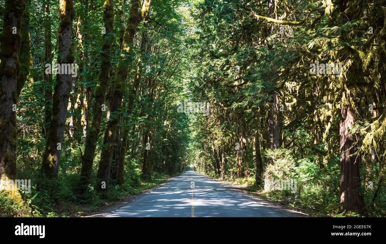 Canopy of Trees - Squamish, B.C. Stock Photo