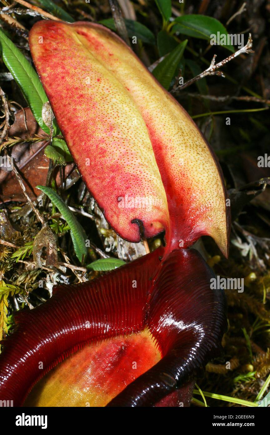 Old Raja Pitcher Carnivorous pitcher plant (Nepenthes rajah), detail of mouth and lid of ...