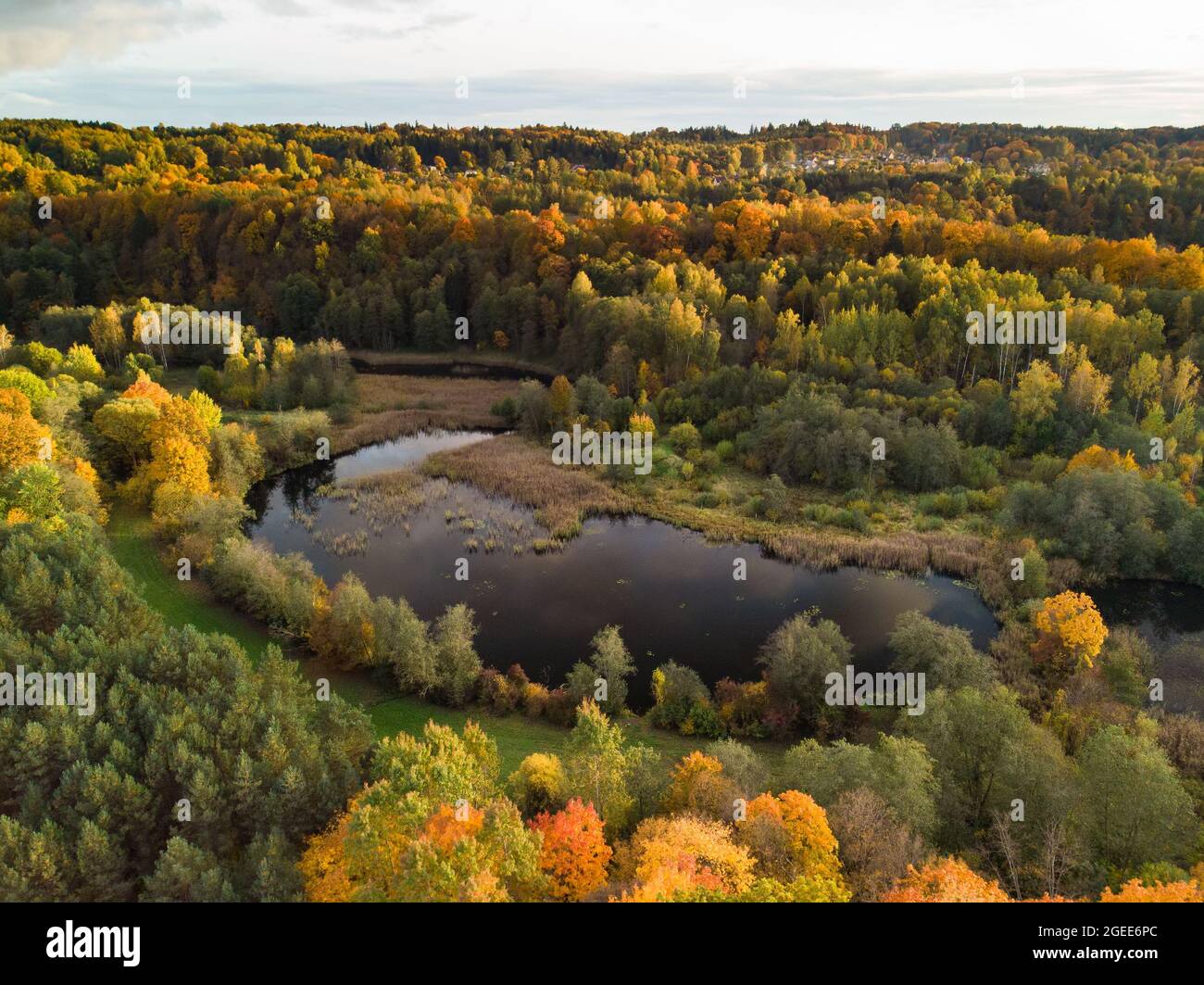 Aerial view of autumn forest with green and yellow trees. Mixed deciduous and coniferous forest. Beautiful fall scenery near Vilnius city, Lithuania Stock Photo