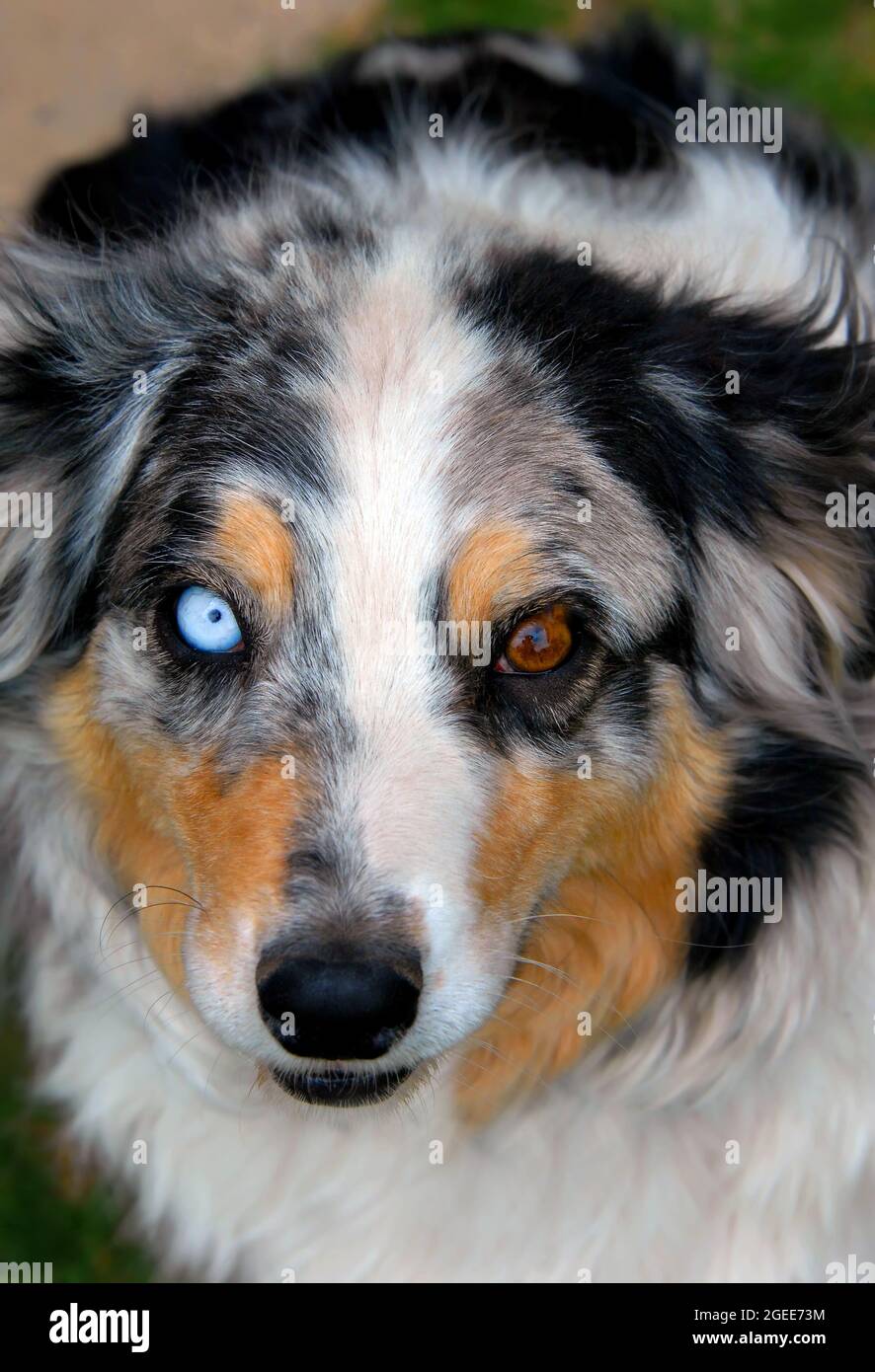 Australian Shepherd has a startling light blue eye and a brown eye.  Verigated and colored fur trims his face with brown, black and white Stock  Photo - Alamy
